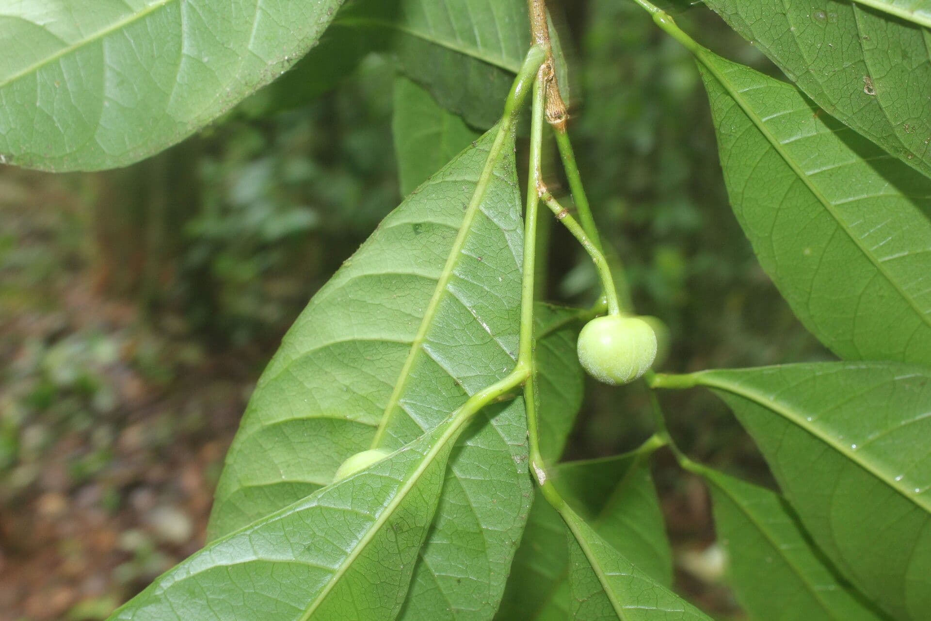 Gymnanthes 2
