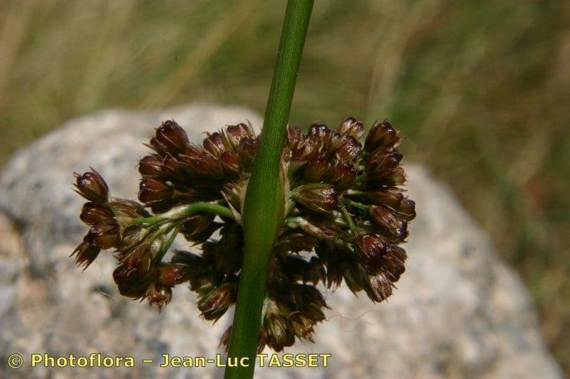 Giunco conglomerato 23