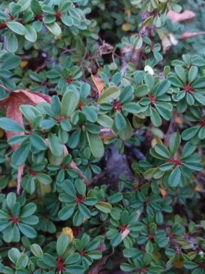 Cotoneaster 6