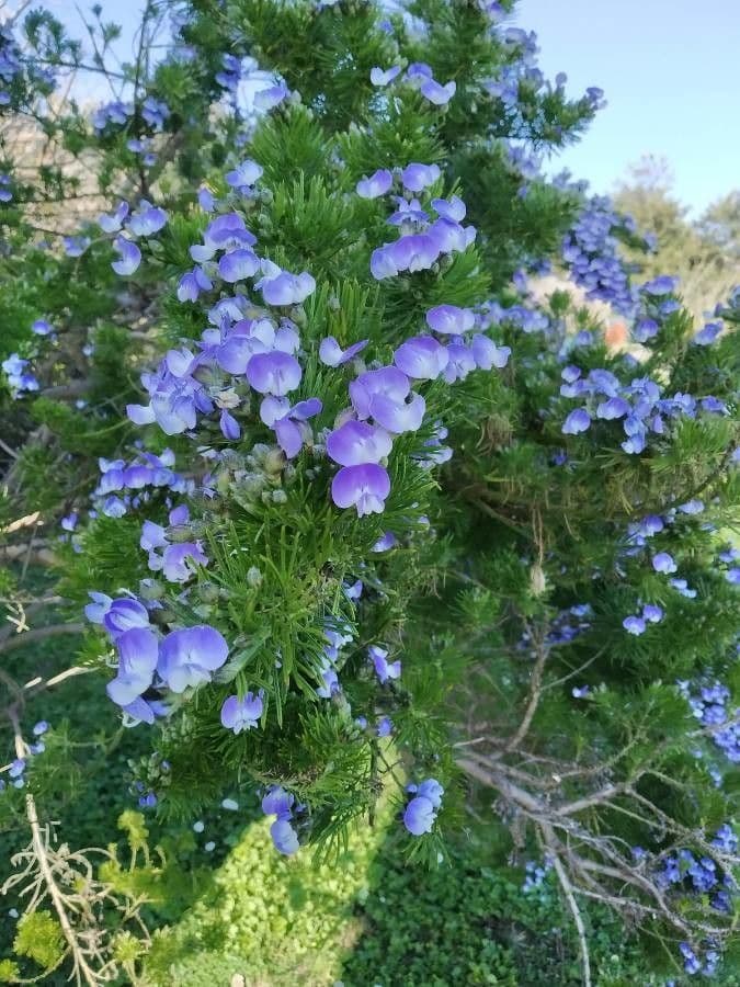 Psoralea 5