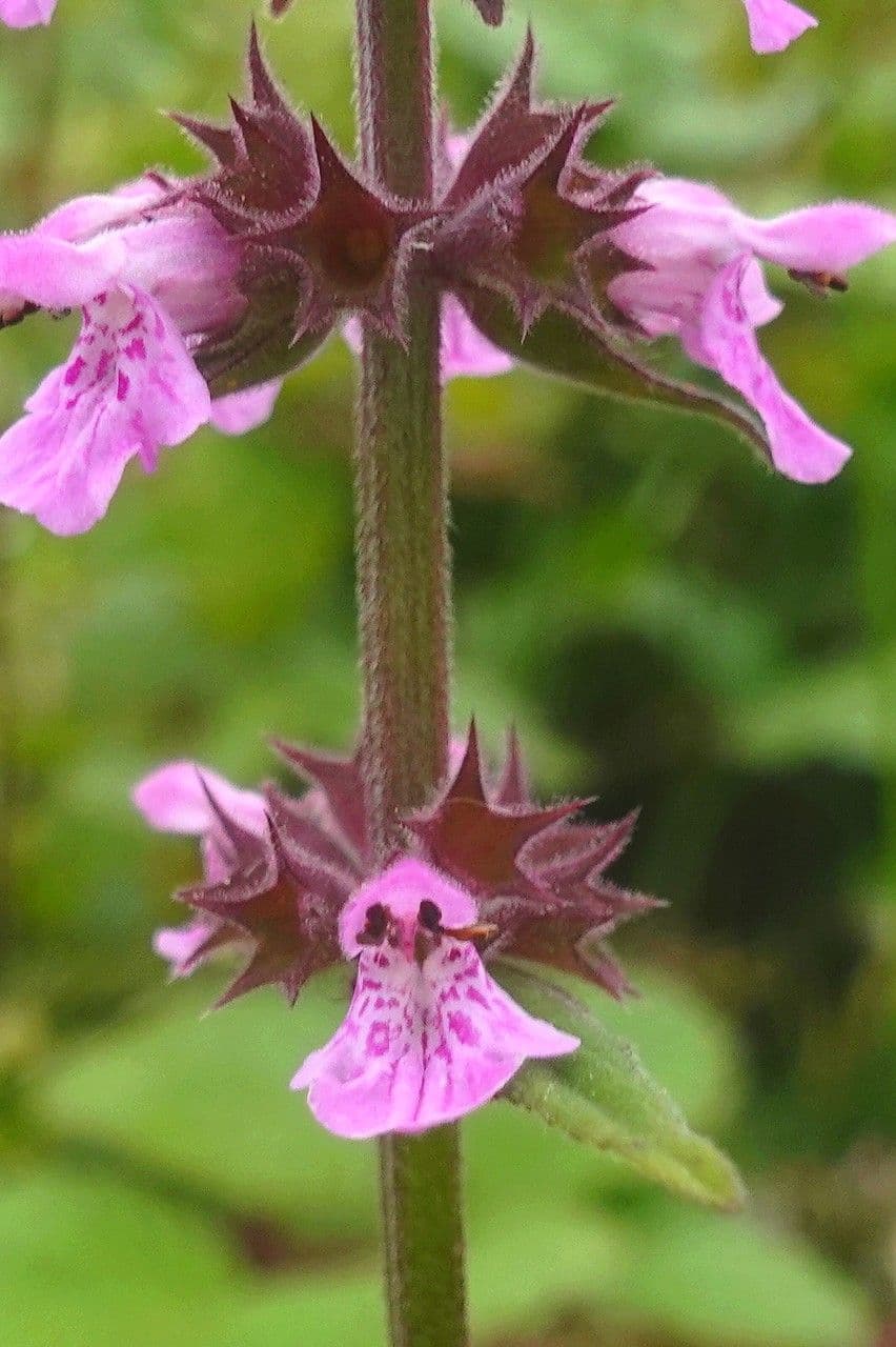 Betonica palustre 23