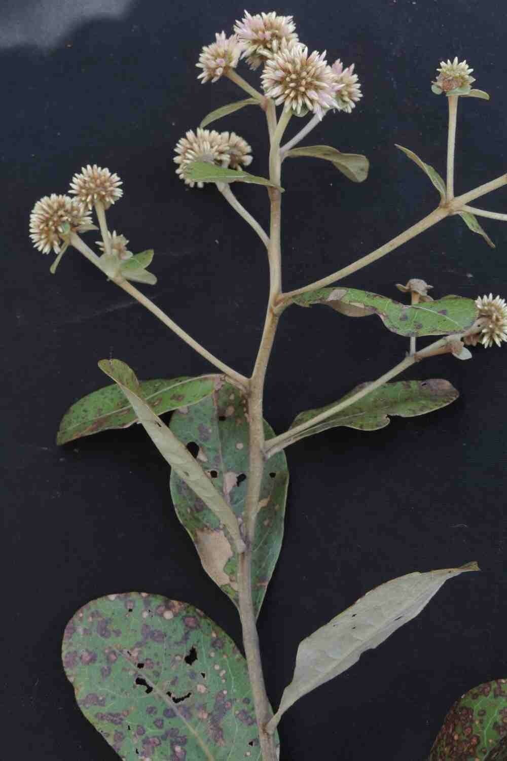 Eremanthus 3
