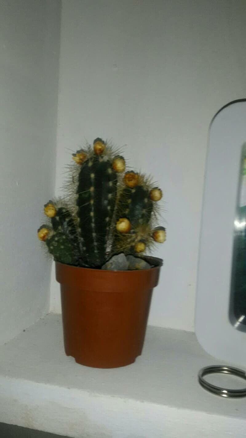 Pilosocereus pachycladus 3