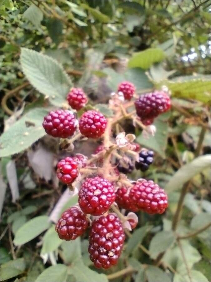 Pyramiden-Brombeere 2