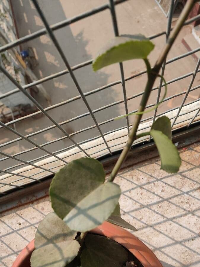 Cissus 7