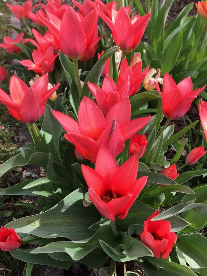 Tulipano ninfea 9