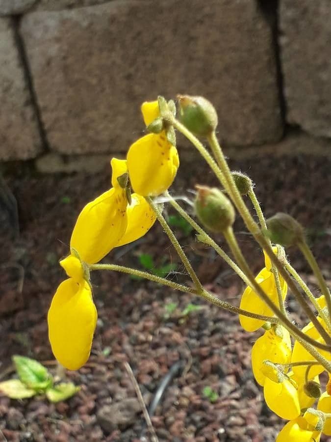 Calceolaria 23