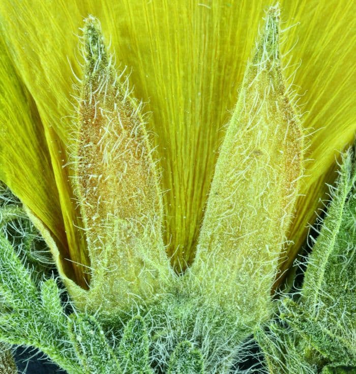Mentzelia 3