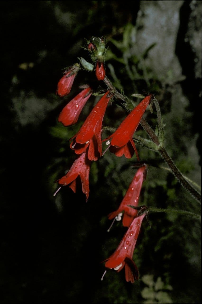 Ourisia 2