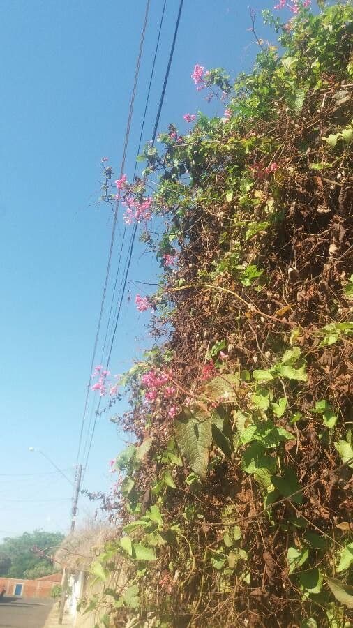 Antigonon leptopus 4