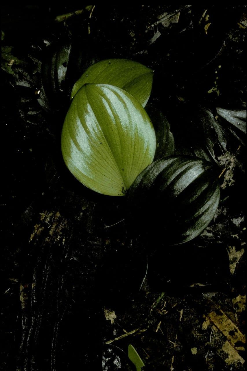 Paracostus 4