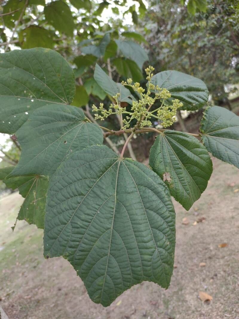 Heliocarpus 12