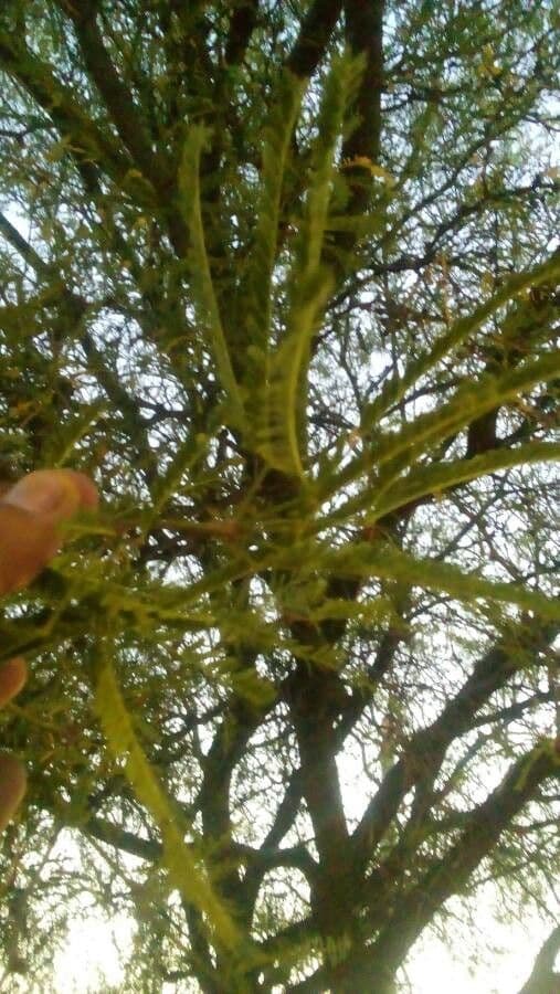 Mesquite liscio 3