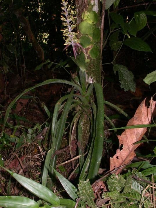 Aechmea 11