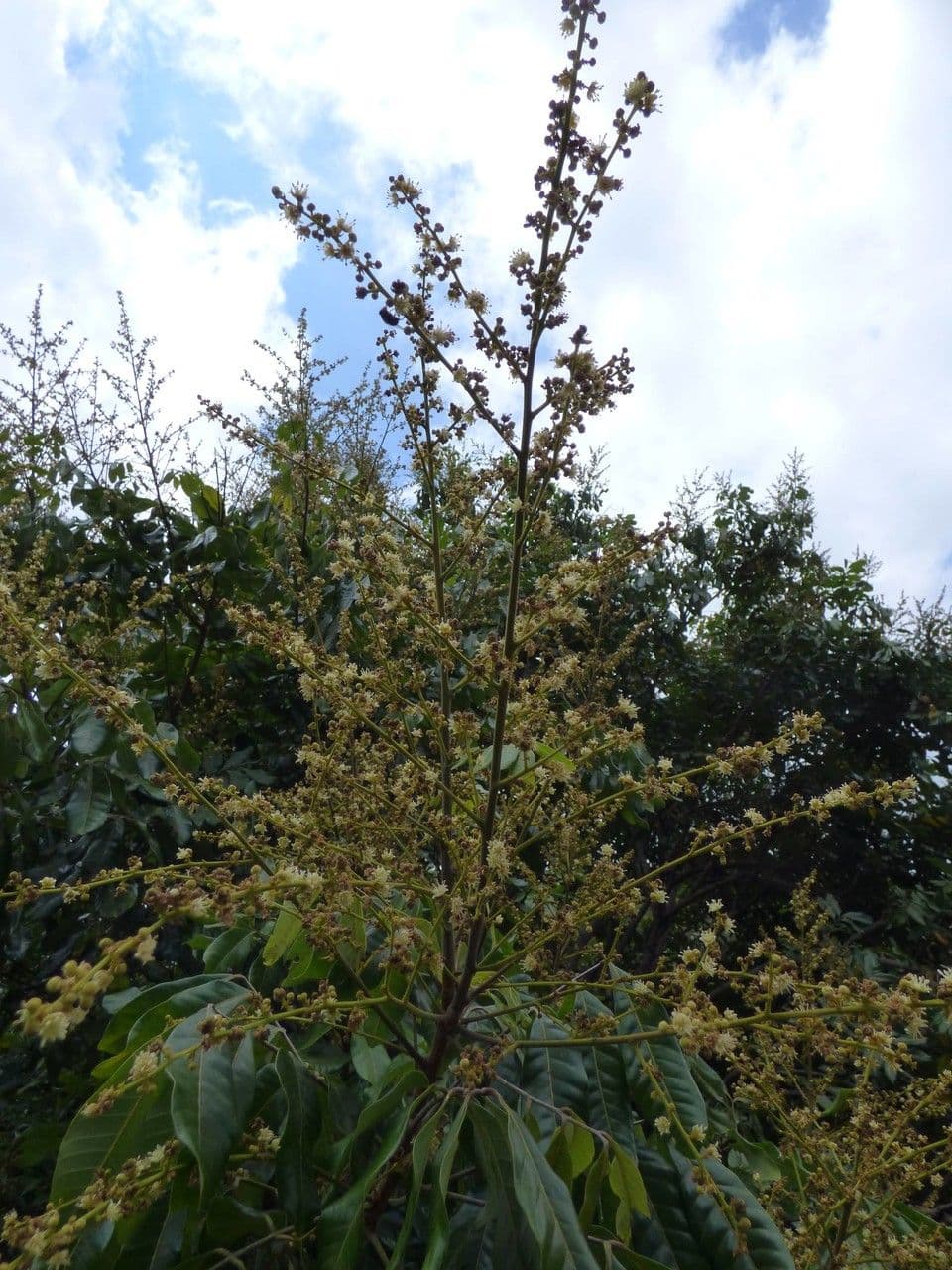 Longan 8
