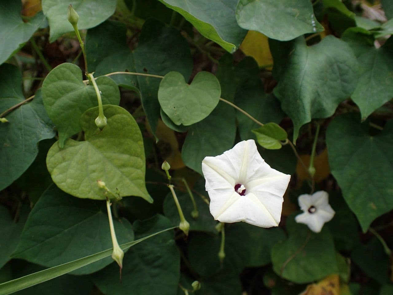 Ipomoea tmavá 28