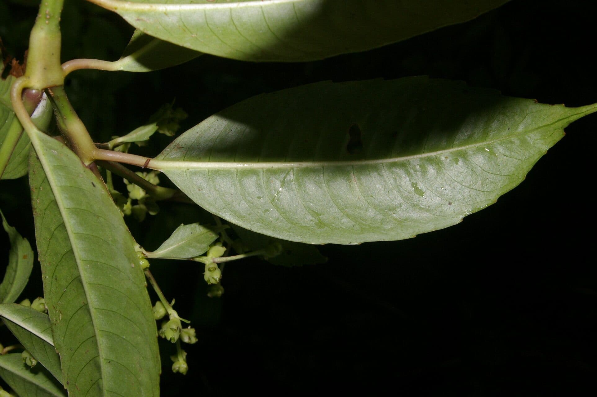 Hedyosmum 5