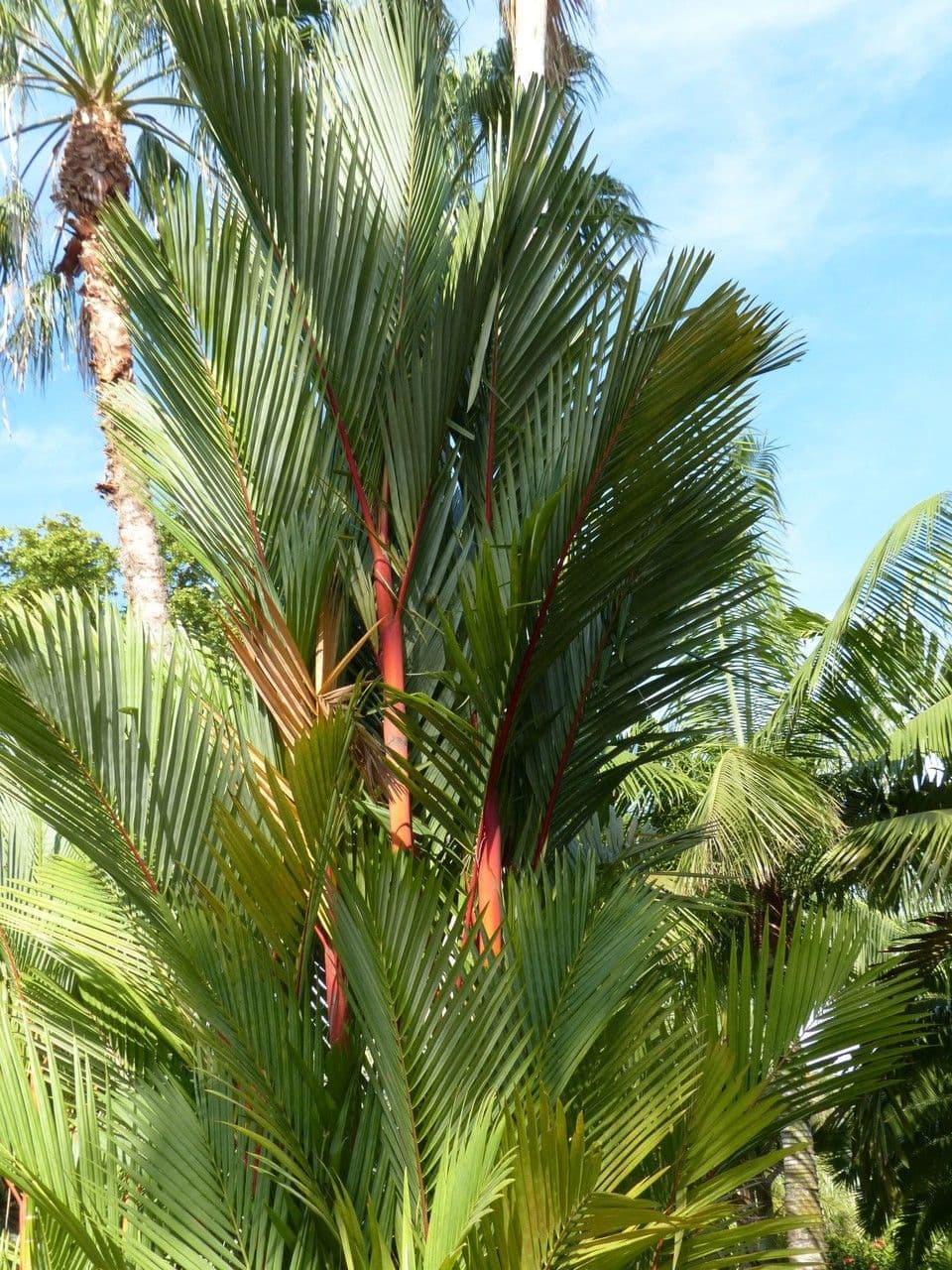 Palma rossetto 9