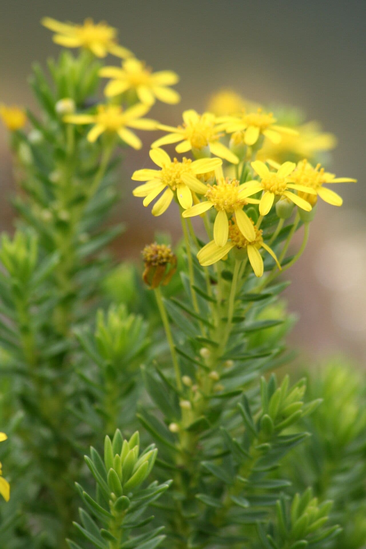 Tysons Euryops