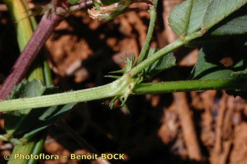 Erba medica orbicolare 23