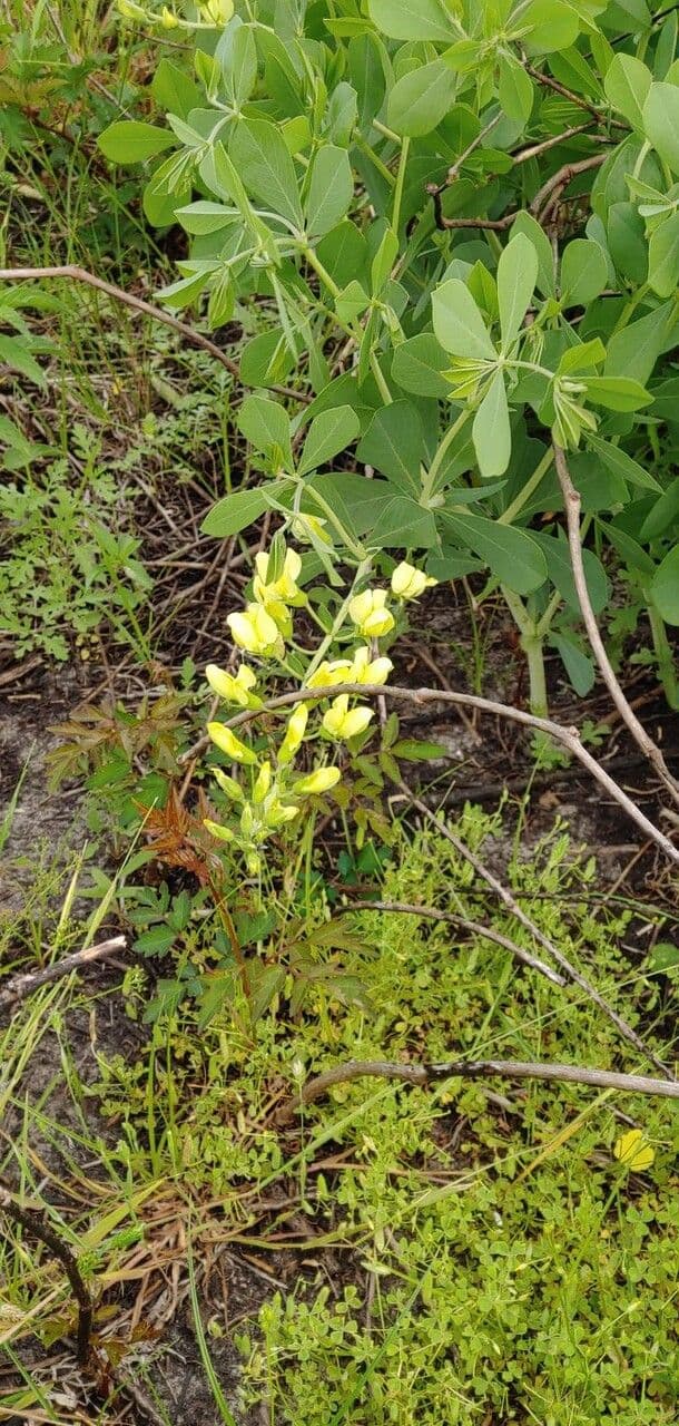 Baptisia bracteata 8