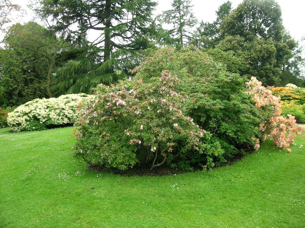 Azalea occidentale 9