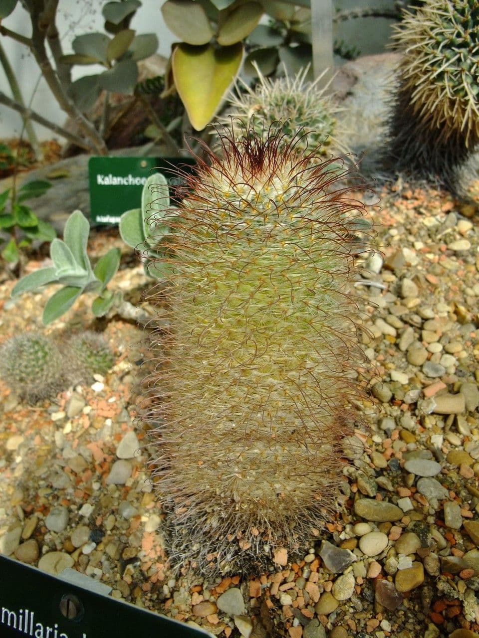 Cactus 8
