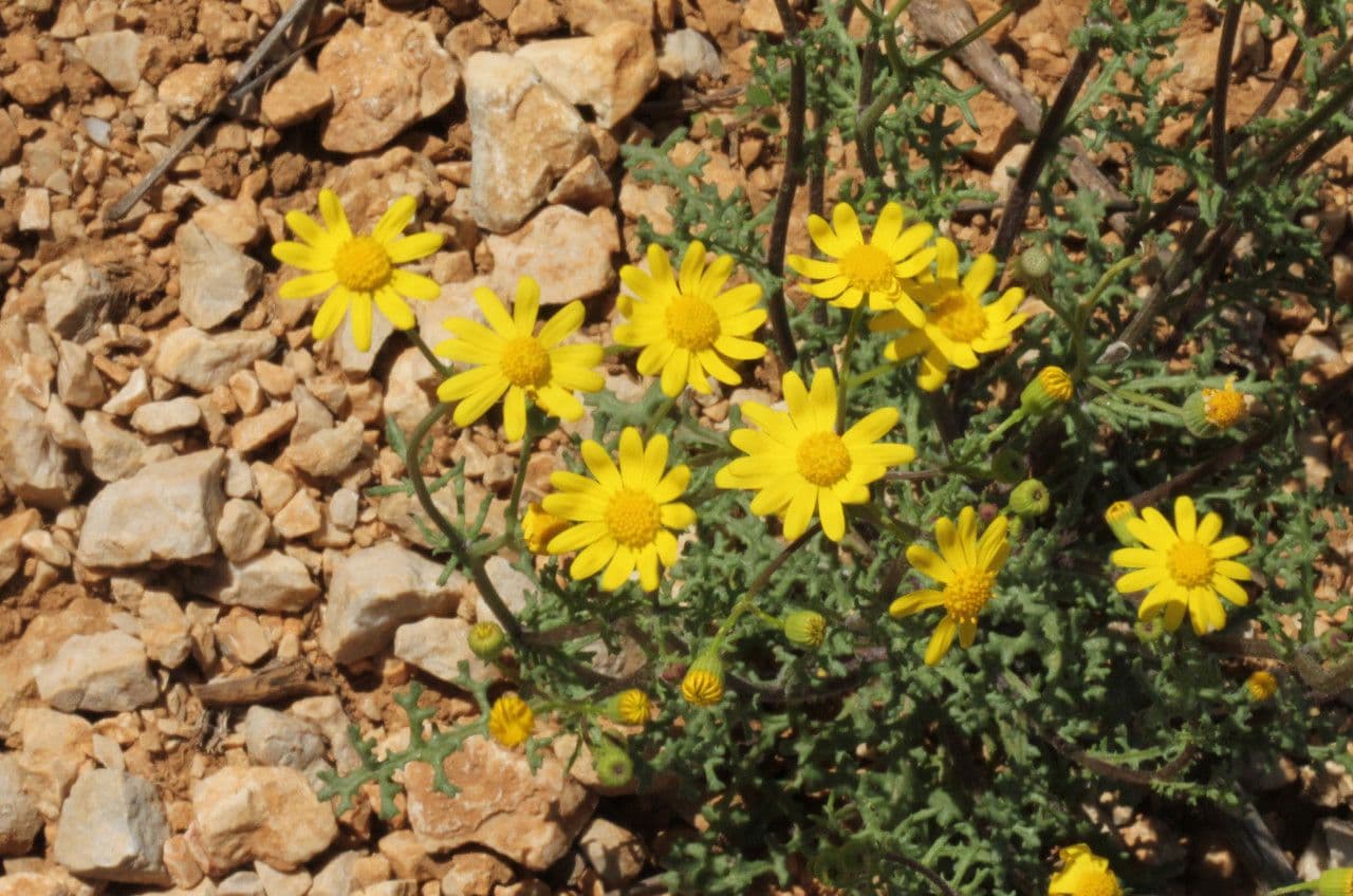 Senecio 12