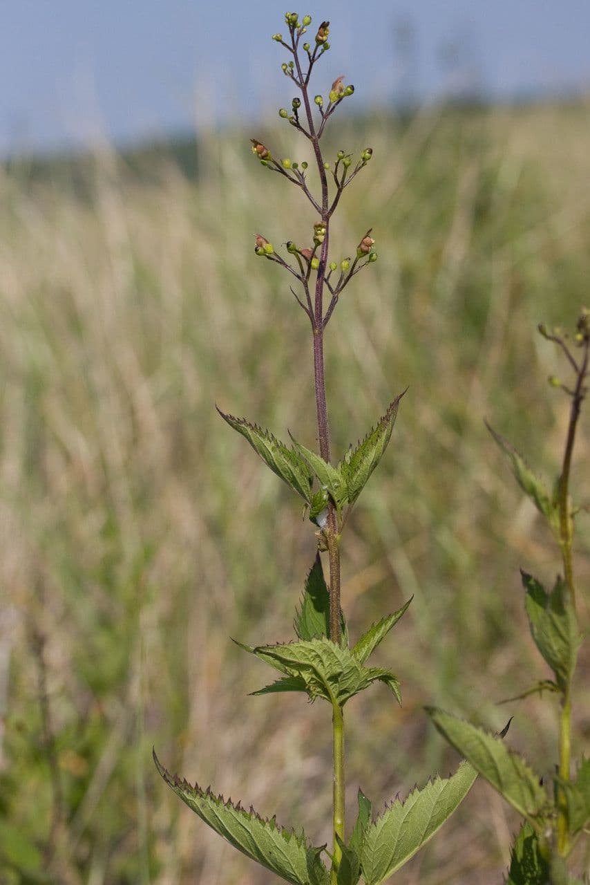 Scrofularia lanceolata 8