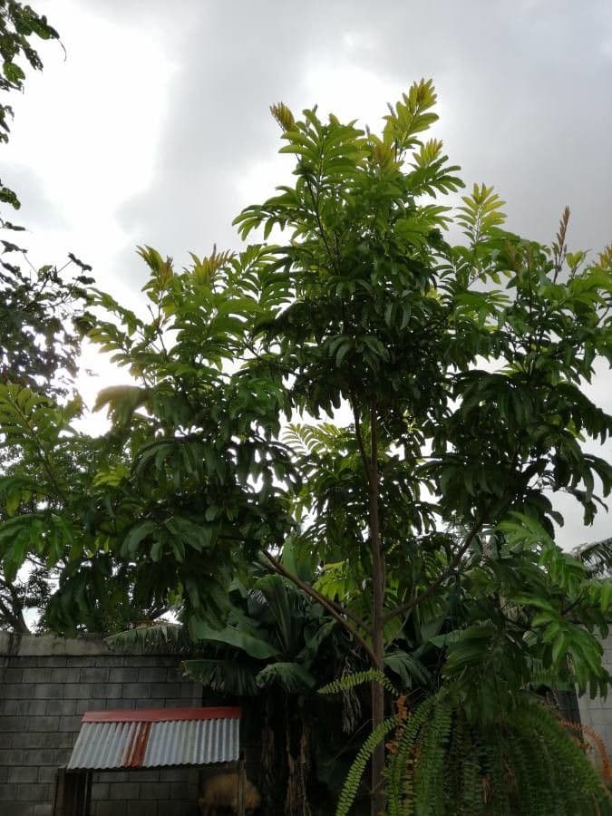 Cupania 8