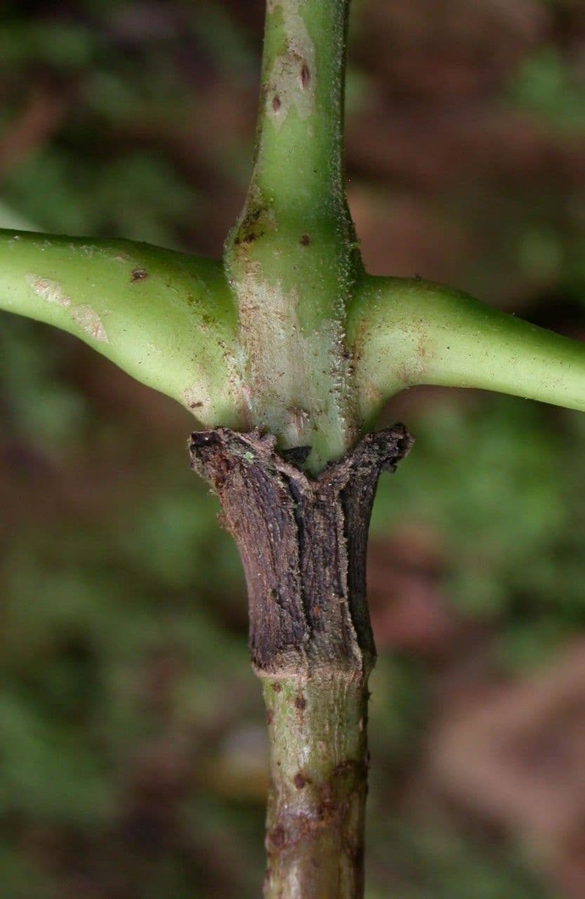 Hedyosmum 17