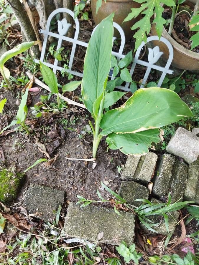 Curcuma 20