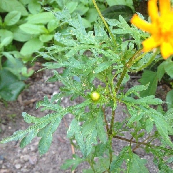 Schwefel-Cosmos 27