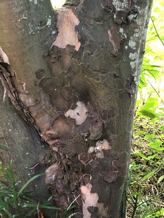 Afrocarpus falcatus 17