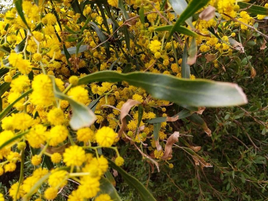 Acacia saligna 18