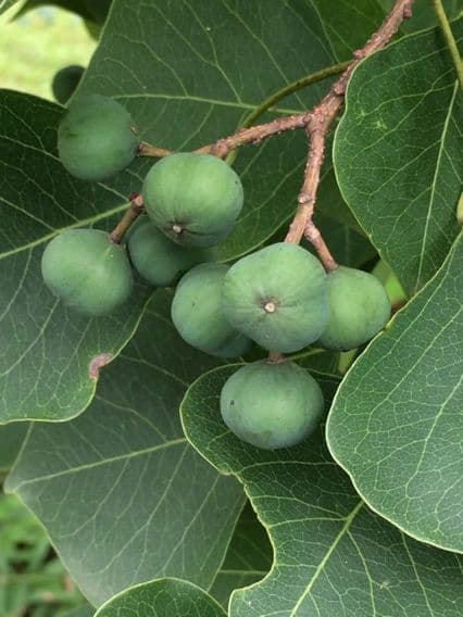Candleberry-tree 3