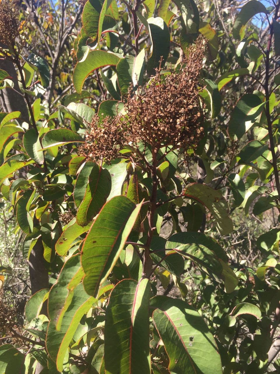 Malosma 5