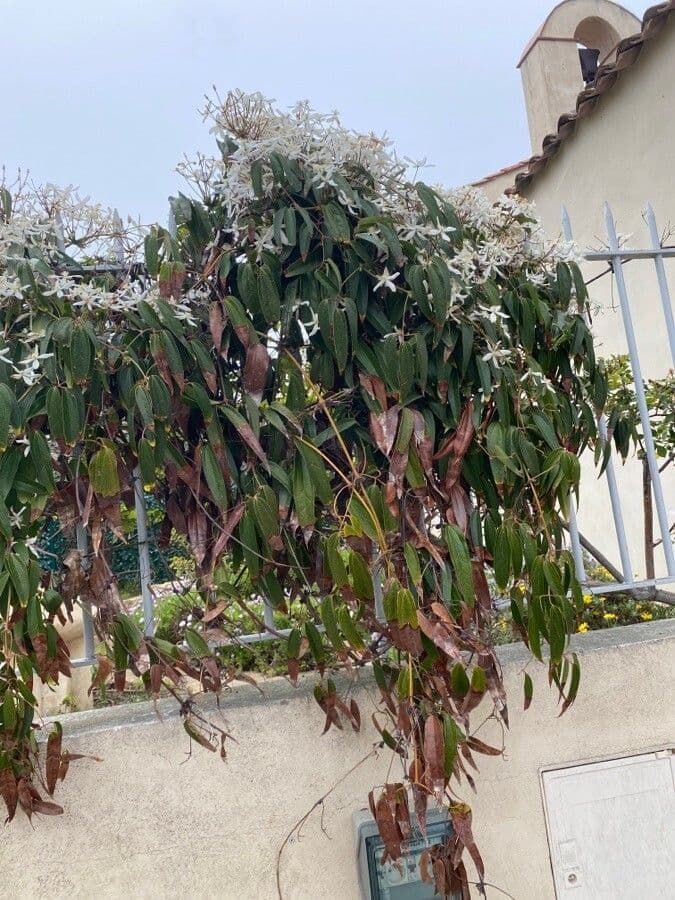 Clematis di Armand 11