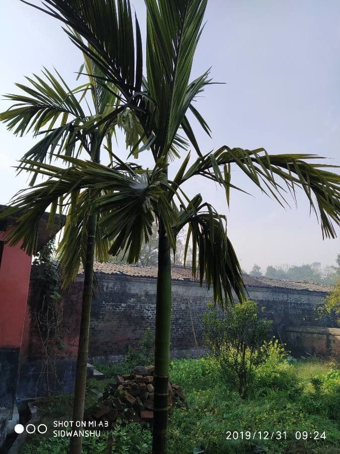 Areca 28