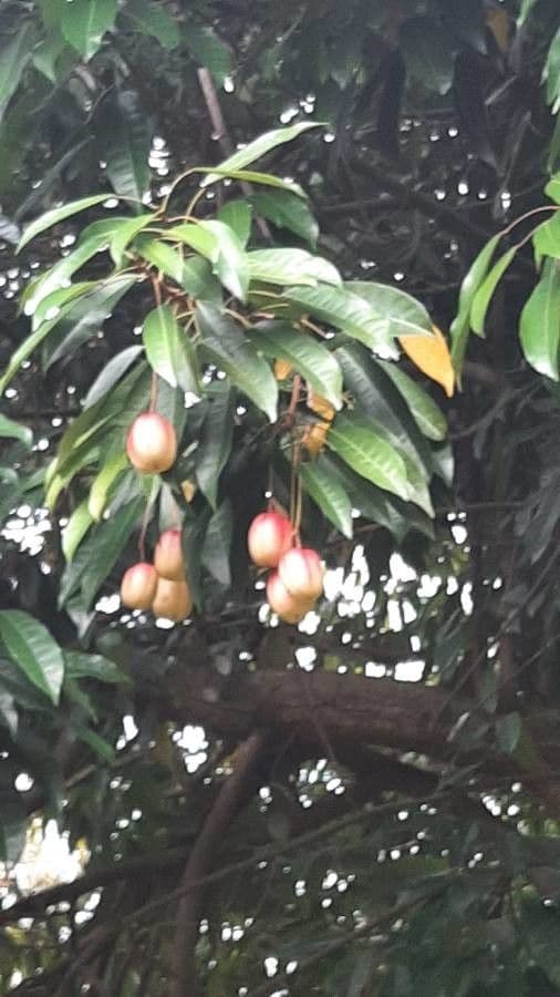 Elateriospermum tapos 3