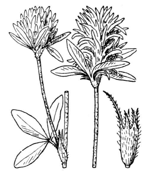 Sulphur clover 23