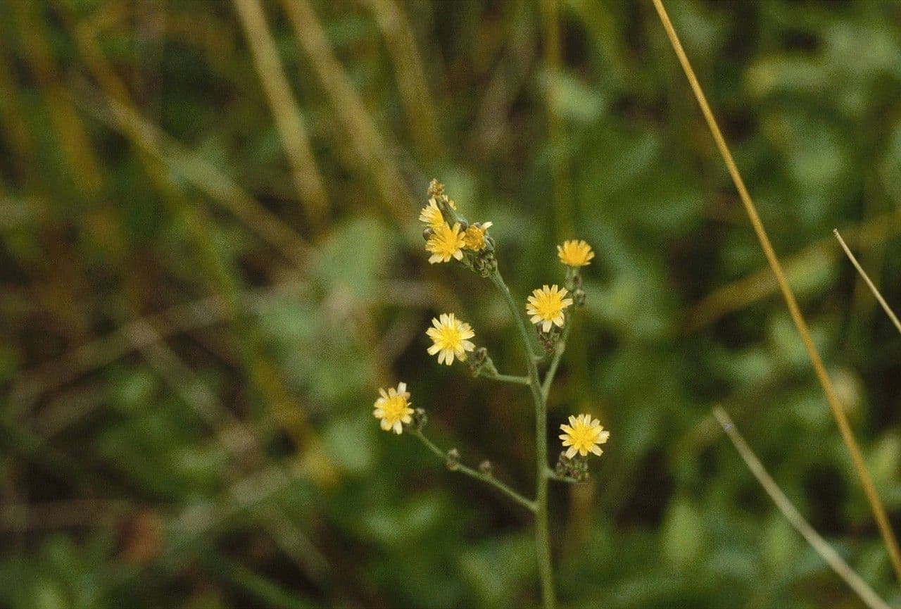 Lattuga pelosa 2
