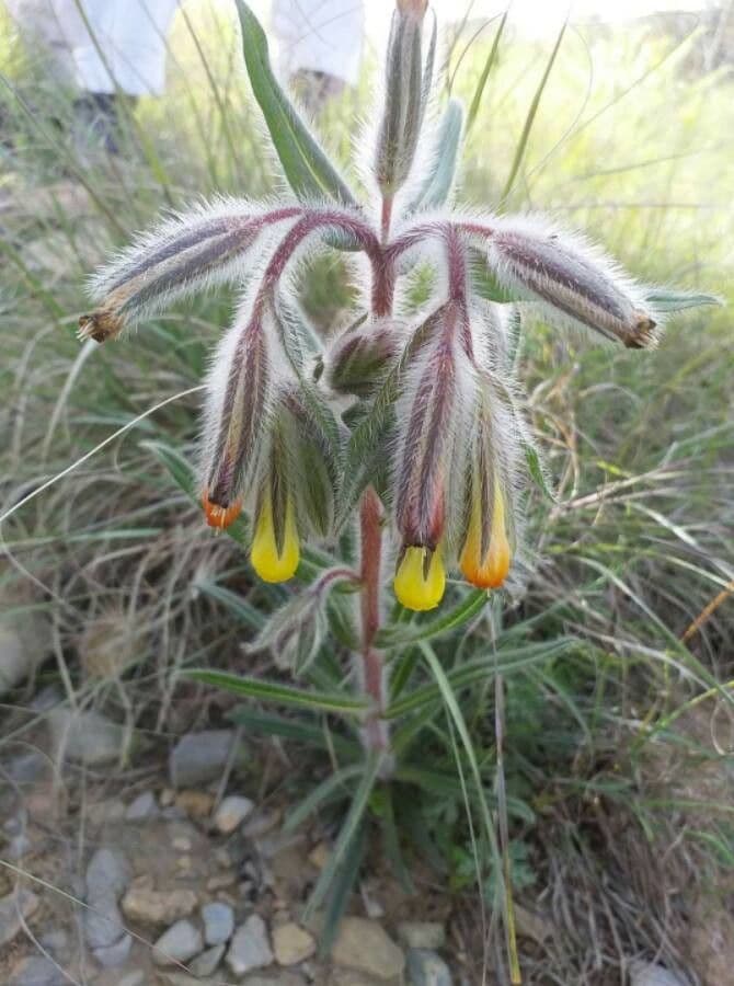 Onosma 22