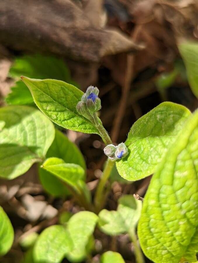 Omphalodes verna 21
