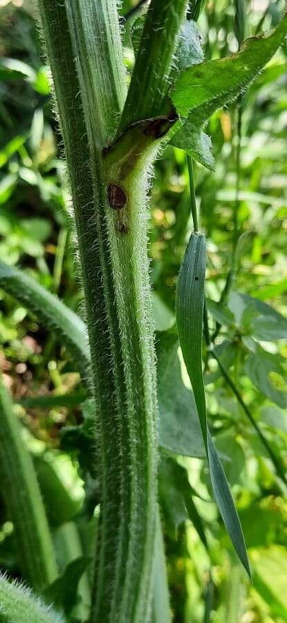 Radicchiella bienne 22