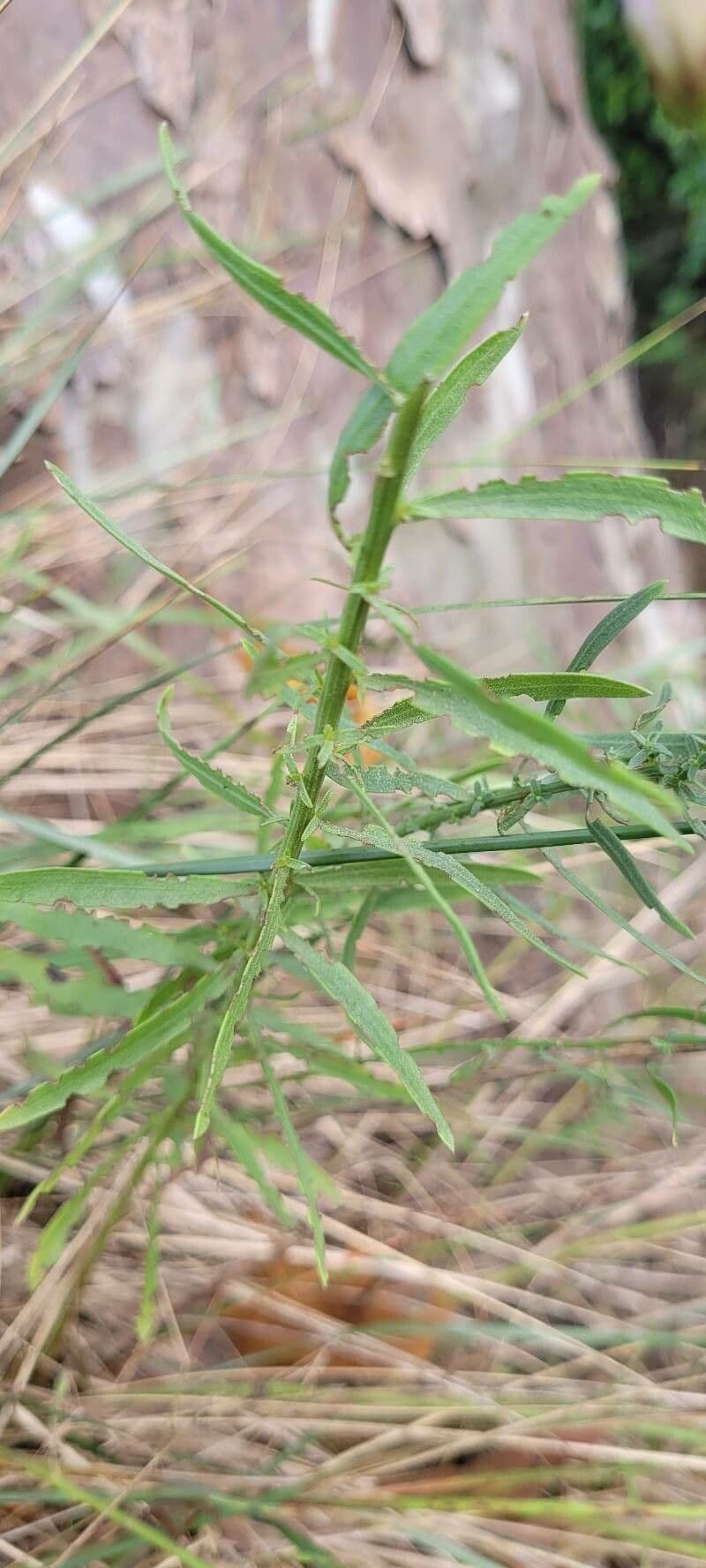 Galatella sedifolia 15