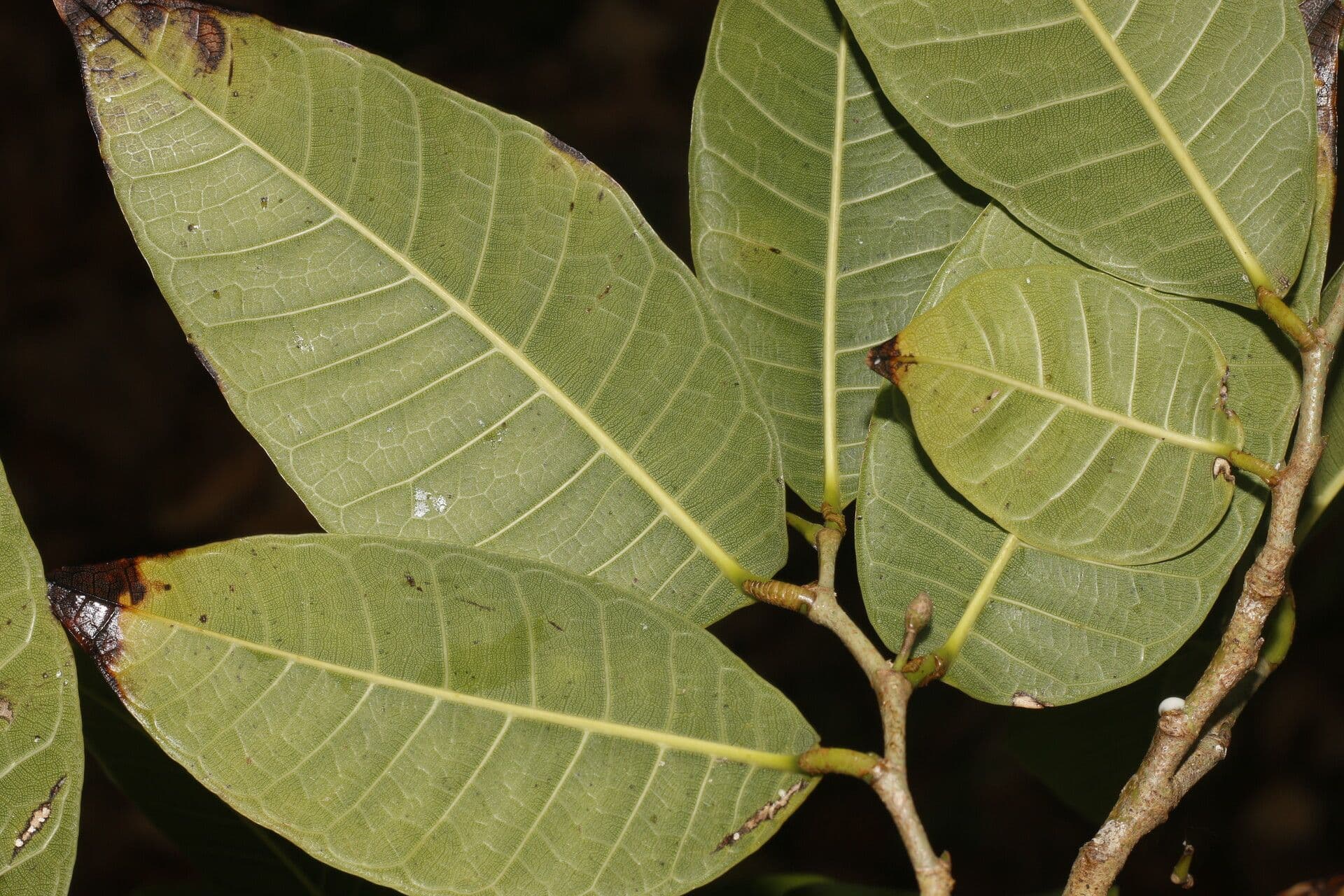 Brednut 14