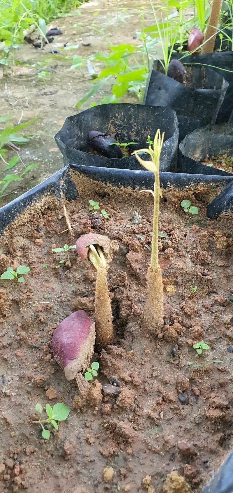 Durian 21