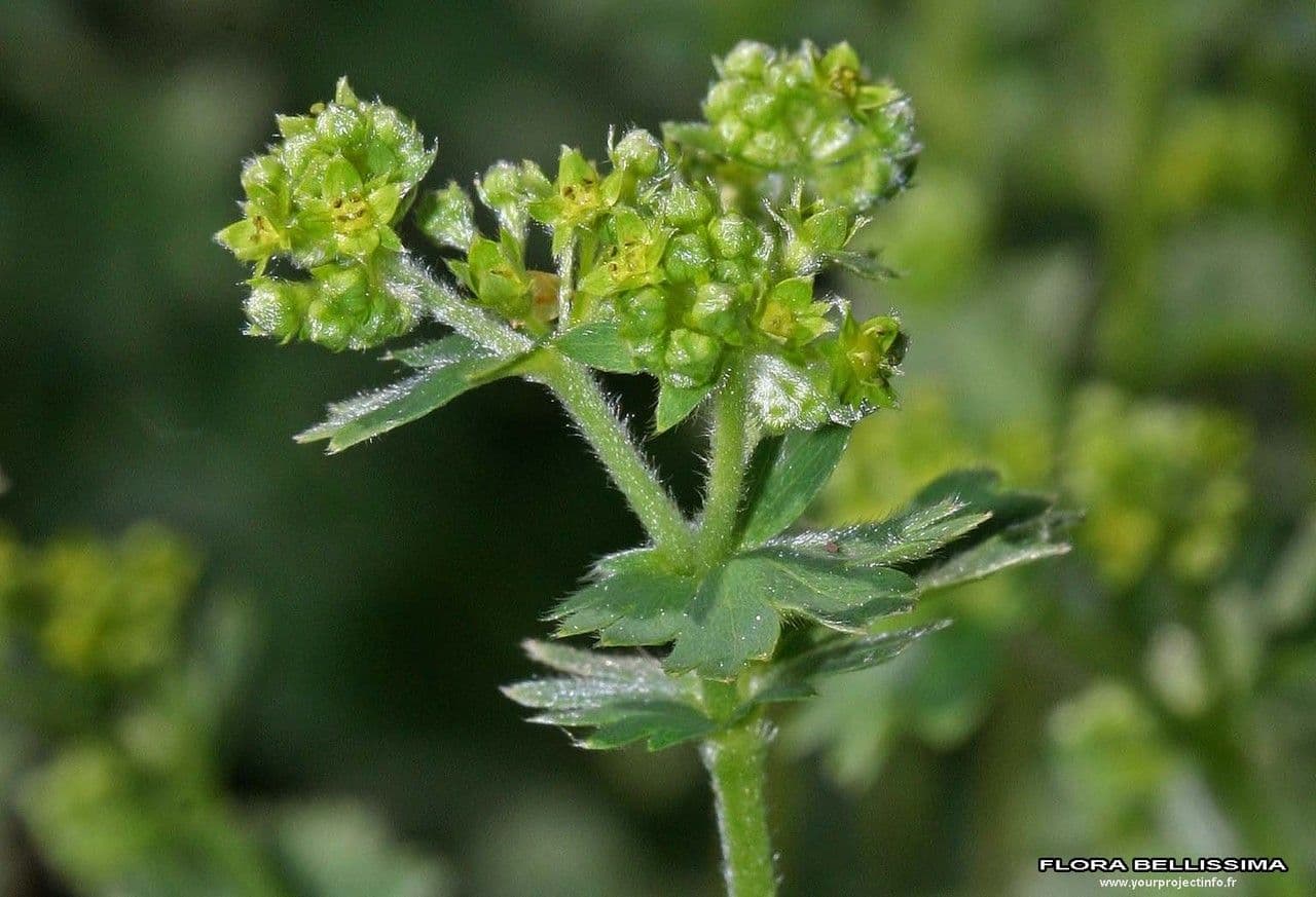 Ventaglina grigio-verde 5
