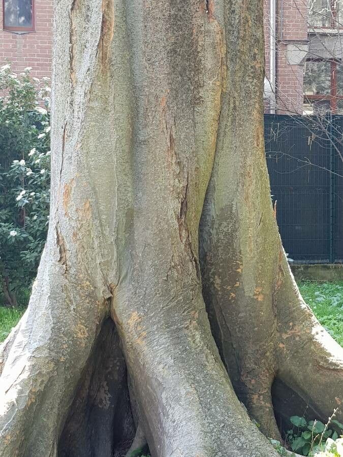 Zelkova del Caucaso 8